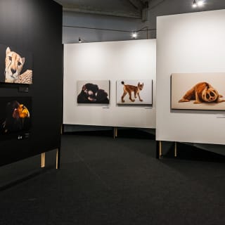 Photo Ark da National Geographic: Bilhete de Família 3