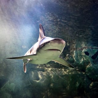 Sea Life San Antonio 2