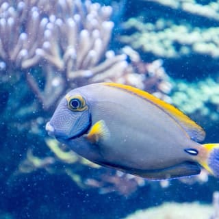 Sea Life San Antonio 4
