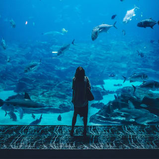 SEA LIFE London - Standard Entry 1