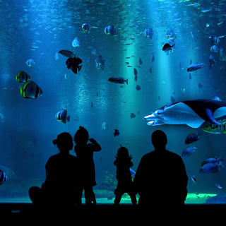 SEA LIFE London - Standard Entry 3
