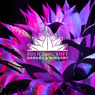 Garden of D'Lights 4