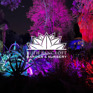 Garden of D'Lights 6