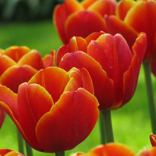 Keukenhof: Ontdek de kleurenpracht van 's werelds grootste bloemententoonstelling 2