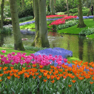 Keukenhof: Ontdek de kleurenpracht van 's werelds grootste bloemententoonstelling 4