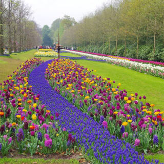 Keukenhof: Ontdek de kleurenpracht van 's werelds grootste bloemententoonstelling 5