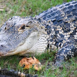 30-Minute Boggy Creek Airboat Tour At Southport Park