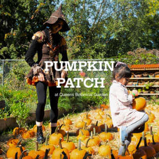 Pumpkin Patch at Queens Botanical Garden