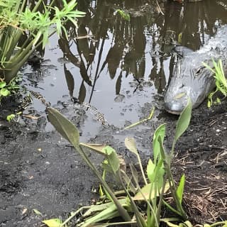  Everglades Airboat Tour near Orlando Florida