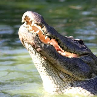 Gatorland Orlando: Screamin' Gator Zip Line