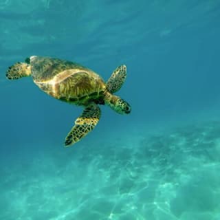 Snorkel with Turtles Gold Coast