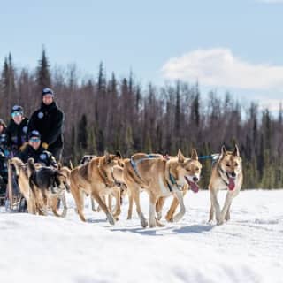 Dog Sledding Adventure in Willow, Alaska