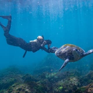 Snorkel with Turtles Gold Coast