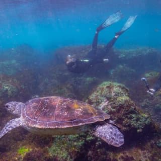 Snorkel with Turtles Gold Coast