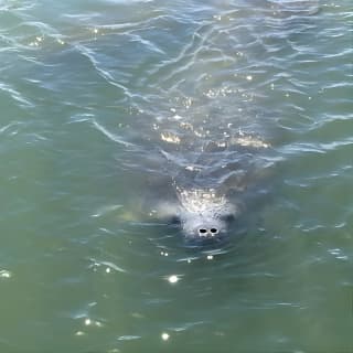 Wildlife Tour of Indian River Lagoon with Experienced Captain