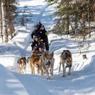 Dog Sledding Adventure in Willow, Alaska