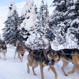 Dog Sledding Adventure in Willow, Alaska