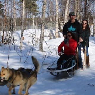 Dog Sledding Adventure in Willow, Alaska