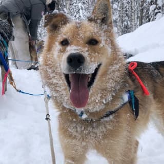 Dog Sledding Adventure in Willow, Alaska