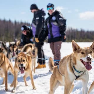 Dog Sledding Adventure in Willow, Alaska