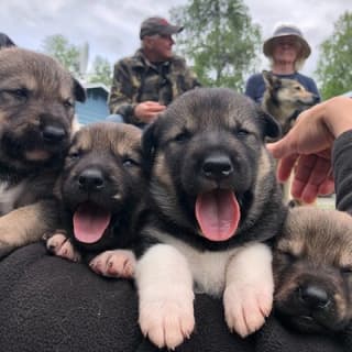 Dog Sledding Adventure in Willow, Alaska