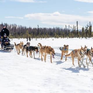 Dog Sledding Adventure in Willow, Alaska