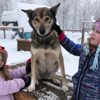 Dog Sledding Adventure in Willow, Alaska