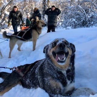 Dog Sledding Adventure in Willow, Alaska