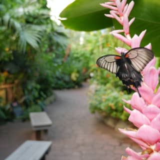 Victoria Butterfly Gardens