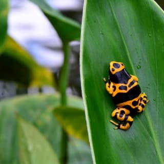 Victoria Butterfly Gardens