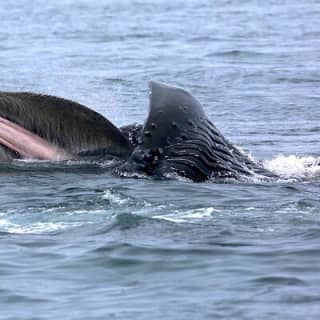 Whale Watching Cruise with Expert Naturalists