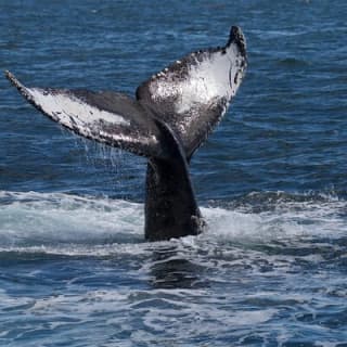 Whale Watching Cruise with Expert Naturalists