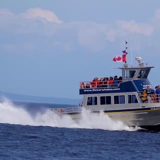 Whale Watching Cruise with Expert Naturalists