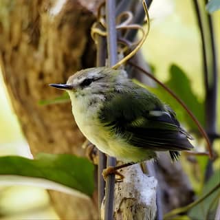 Small Group Daytime 2-Hour Eco Wildlife Tour at Zealandia