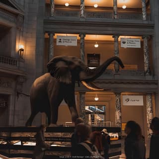 Two Smithsonian Museums: American & Natural History Private Tour