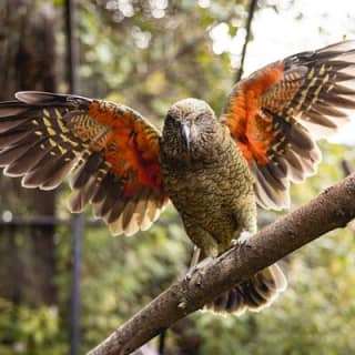 Kiwi Park Queenstown Admission