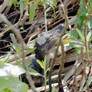  Everglades Airboat Tour near Orlando Florida