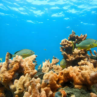 Blue Heron Bridge Guided Snorkel Tour 