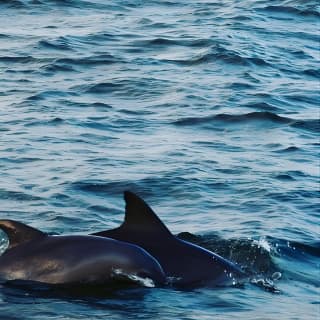 Nature Boat Tour with Certified Naturalist in Charleston