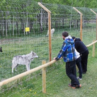 Yamnuska Wolfdog Sanctuary