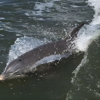 Wildlife Tour of Indian River Lagoon with Experienced Captain