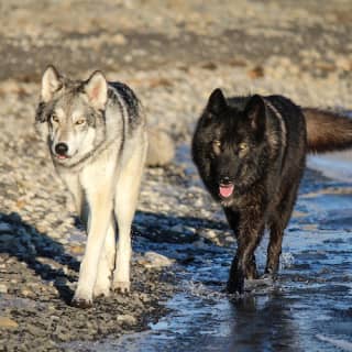 Yamnuska Wolfdog Sanctuary