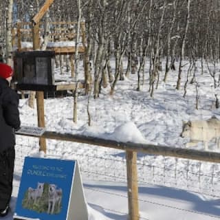 Yamnuska Wolfdog Sanctuary