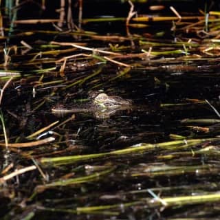 Everglades at Night: 1-Hour Boggy Creek Airboat Tour