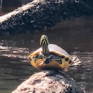 Guided Kayak Eco Tour: Real Florida Adventure