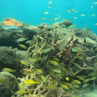 Blue Heron Bridge Guided Snorkel Tour 