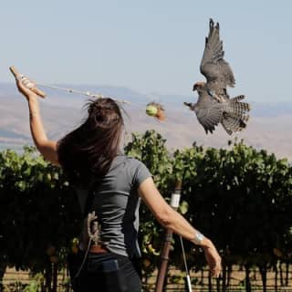 Experience Raptors and Falconry in Reno