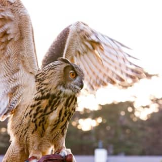 Experience Raptors and Falconry in Reno