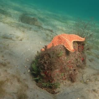 Atlantic Ocean Snorkeling Experience