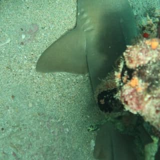 Atlantic Ocean Snorkeling Experience